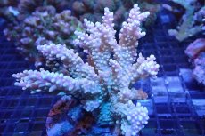 画像1: 【サンゴまとめ買い割引き10％〜20%OFF対象商品】 【サンゴ】【通販】ブリードミドリイシsp. （美カラー)MLサイズ（個体販売）（±11cm)No.33（生体）（サンゴ） (1)