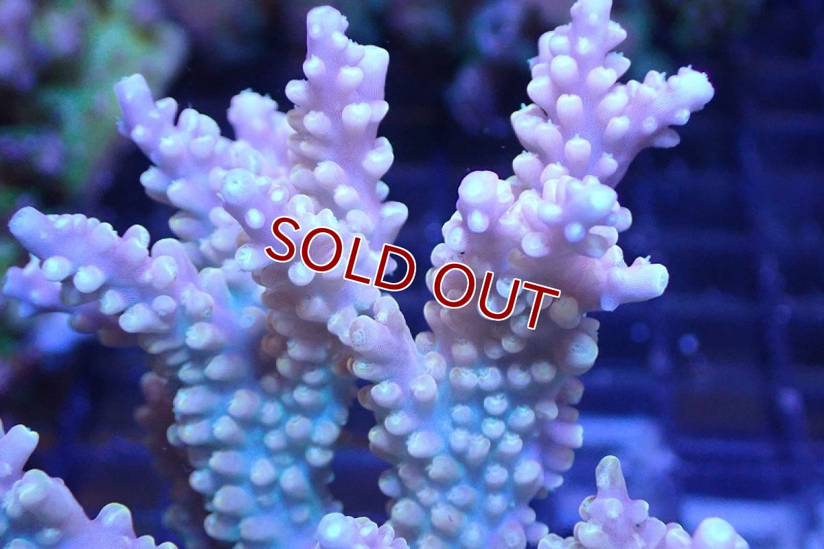 画像2: 【サンゴまとめ買い割引き10％〜20%OFF対象商品】 【サンゴ】【通販】ブリードミドリイシsp. （美カラー)MLサイズ（個体販売）（±11cm)No.33（生体）（サンゴ） (2)