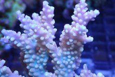 画像2: 【サンゴまとめ買い割引き10％〜20%OFF対象商品】 【サンゴ】【通販】ブリードミドリイシsp. （美カラー)MLサイズ（個体販売）（±11cm)No.33（生体）（サンゴ） (2)