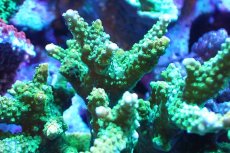 画像2: 【サンゴ】【通販】ブリードミドリイシsp. (美カラー）（個体販売）（±11cm)No.34（生体）（サンゴ） (2)