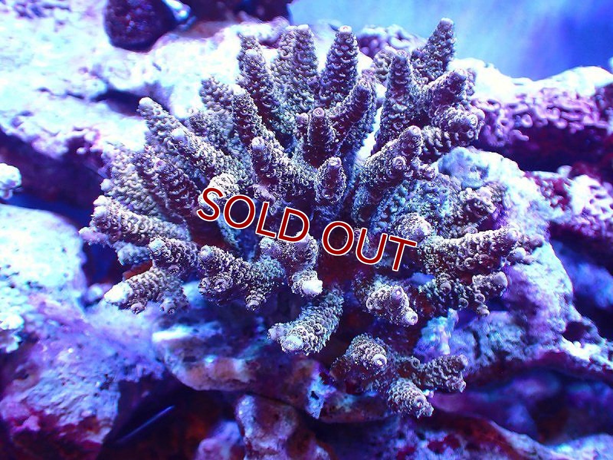 画像1: 【サンゴ】【通販】ブリードミドリイシsp. (美カラー）（個体販売）（±10-11cm)No.35（生体）（サンゴ） (1)