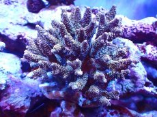 画像1: 【サンゴ】【通販】ブリードミドリイシsp. (美カラー）（個体販売）（±10-11cm)No.35（生体）（サンゴ） (1)