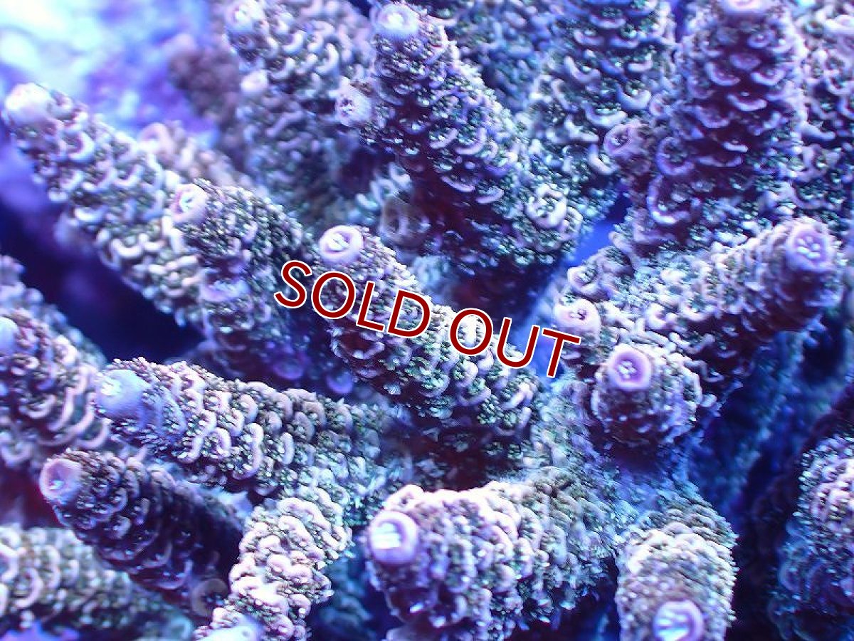 画像2: 【サンゴ】【通販】ブリードミドリイシsp. (美カラー）（個体販売）（±10-11cm)No.35（生体）（サンゴ） (2)