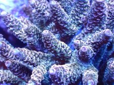 画像2: 【サンゴ】【通販】ブリードミドリイシsp. (美カラー）（個体販売）（±10-11cm)No.35（生体）（サンゴ） (2)