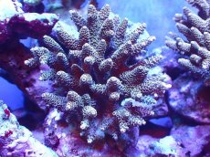 画像1: 【サンゴまとめ買い割引き10％〜20%OFF対象商品】 【サンゴ】【通販】ブリードミドリイシsp. (美カラー）（個体販売）（±10-11cm)No.36（生体）（サンゴ） (1)