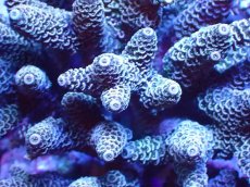 画像2: 【サンゴまとめ買い割引き10％〜20%OFF対象商品】 【サンゴ】【通販】ブリードミドリイシsp. (美カラー）（個体販売）（±10-11cm)No.36（生体）（サンゴ） (2)