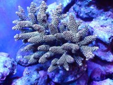 画像1: 【サンゴまとめ買い割引き10％〜20%OFF対象商品】 【サンゴ】【通販】ブリードミドリイシsp. (美カラー）（個体販売）（±10-11cm)No.37（生体）（サンゴ） (1)