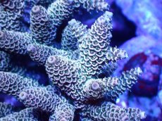 画像2: 【サンゴまとめ買い割引き10％〜20%OFF対象商品】 【サンゴ】【通販】ブリードミドリイシsp. (美カラー）（個体販売）（±10-11cm)No.37（生体）（サンゴ） (2)