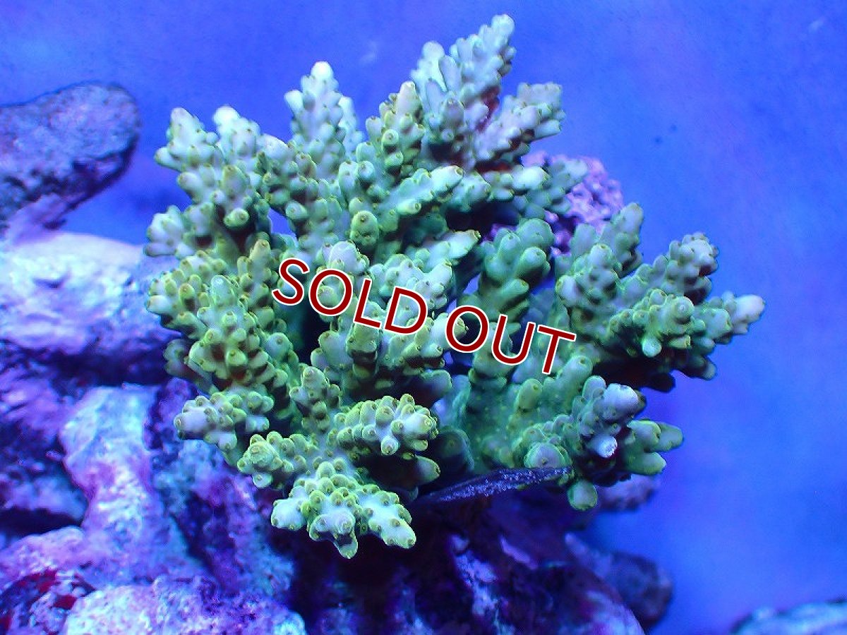 画像1: 【サンゴ】【通販】ブリードミドリイシsp. (美カラー）（個体販売）（±10-11cm)No.38（生体）（サンゴ） (1)
