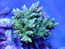 画像1: 【サンゴまとめ買い割引き10％〜20%OFF対象商品】 【サンゴ】【通販】ブリードミドリイシsp. (美カラー）（個体販売）（±10-11cm)No.38（生体）（サンゴ） (1)