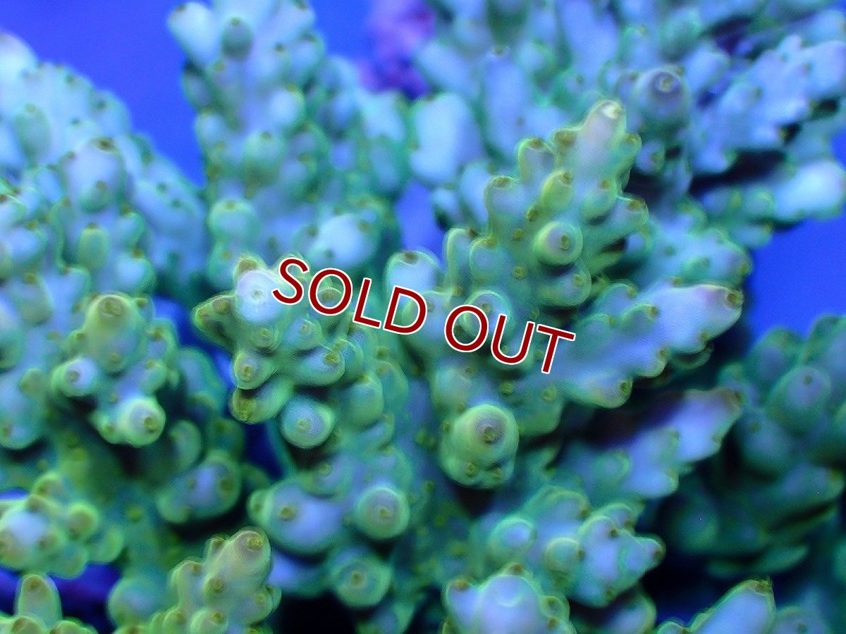 画像2: 【サンゴ】【通販】ブリードミドリイシsp. (美カラー）（個体販売）（±10-11cm)No.38（生体）（サンゴ） (2)