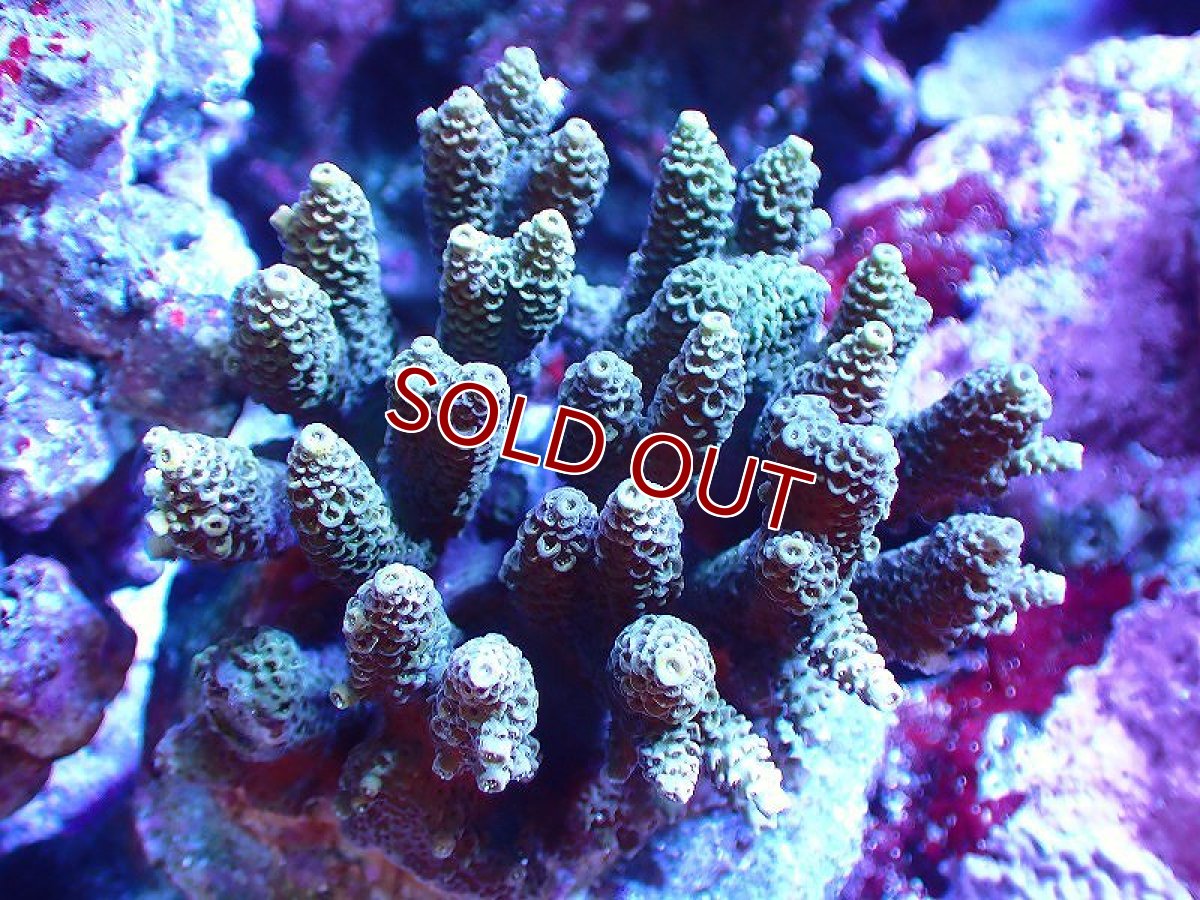 画像1: 【サンゴ】【通販】ブリードミドリイシsp. (美カラー）（個体販売）（±8-9cm)No.39（生体）（サンゴ） (1)