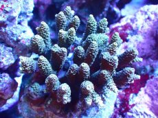 画像1: 【サンゴまとめ買い割引き10％〜20%OFF対象商品】 【サンゴ】【通販】ブリードミドリイシsp. (美カラー）（個体販売）（±8-9cm)No.39（生体）（サンゴ） (1)