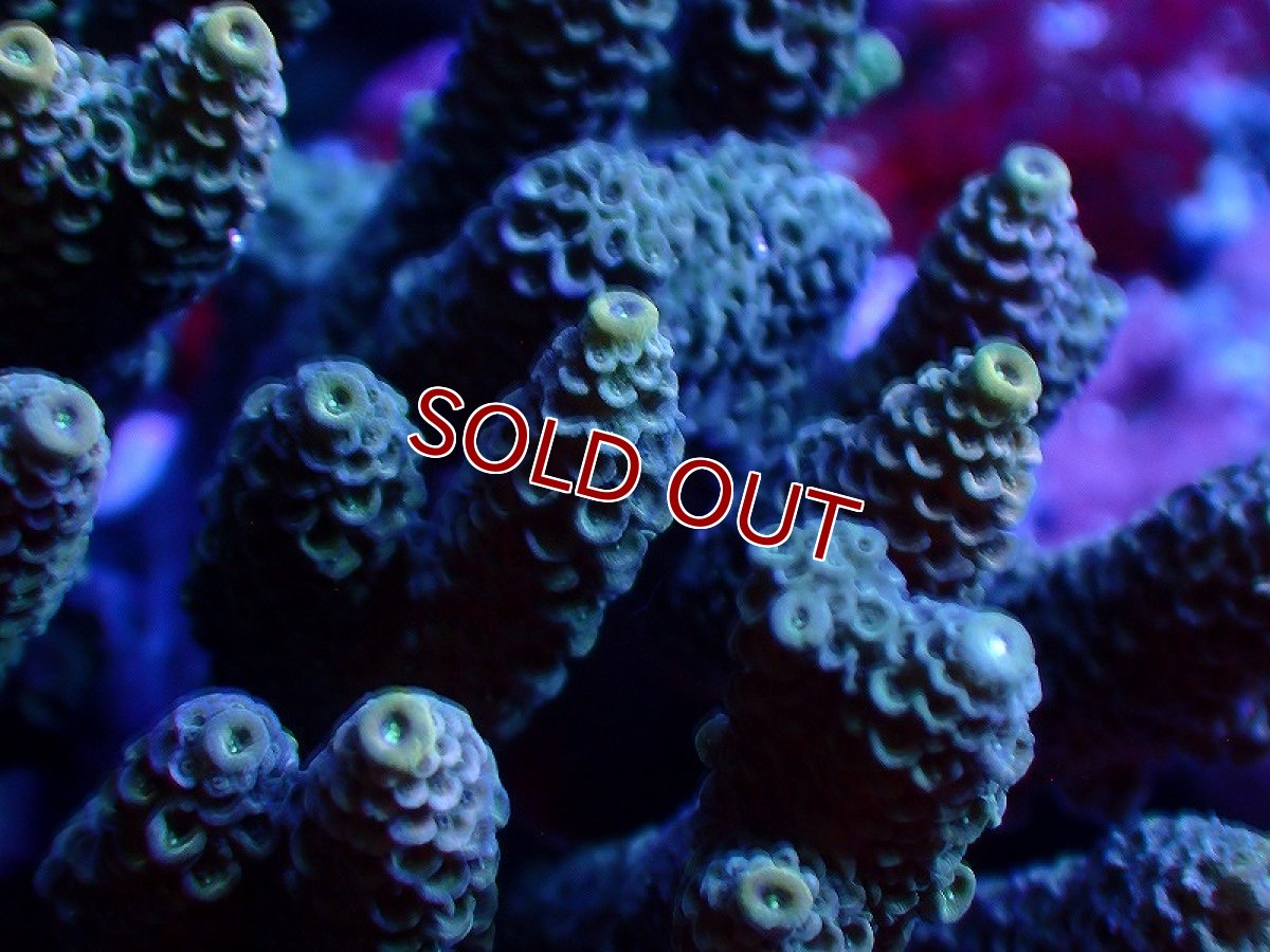 画像2: 【サンゴ】【通販】ブリードミドリイシsp. (美カラー）（個体販売）（±8-9cm)No.39（生体）（サンゴ） (2)