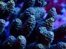 画像2: 【サンゴまとめ買い割引き10％〜20%OFF対象商品】 【サンゴ】【通販】ブリードミドリイシsp. (美カラー）（個体販売）（±8-9cm)No.39（生体）（サンゴ） (2)