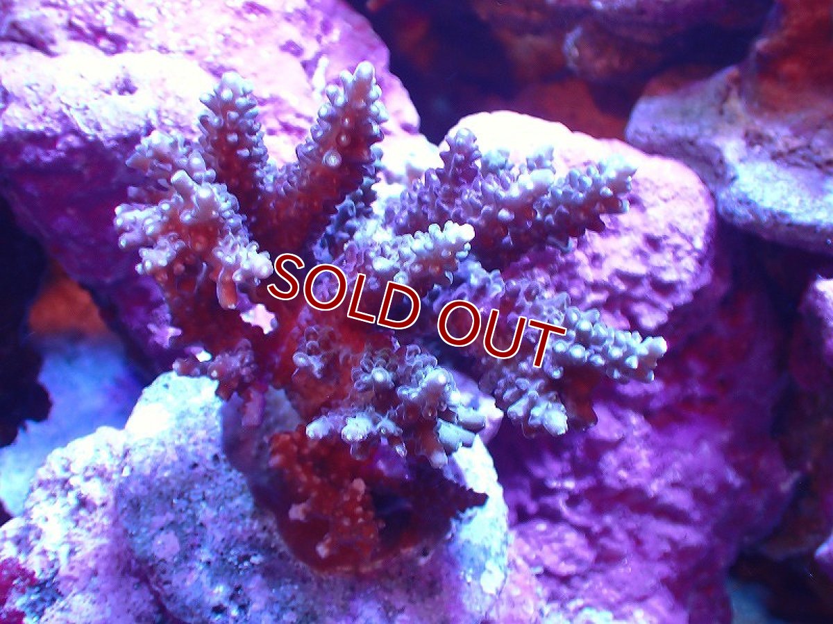 画像1: 【サンゴ】【通販】ブリードミドリイシsp. (美カラー）（個体販売）（±8-9cm)No.40（生体）（サンゴ） (1)