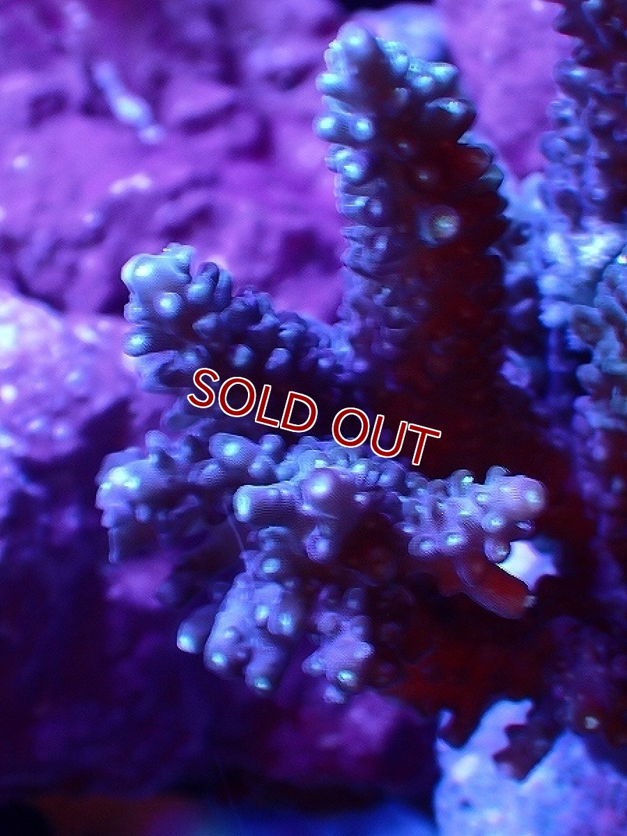 画像2: 【サンゴ】【通販】ブリードミドリイシsp. (美カラー）（個体販売）（±8-9cm)No.40（生体）（サンゴ） (2)