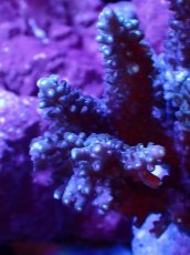 画像2: 【サンゴまとめ買い割引き10％〜20%OFF対象商品】 【サンゴ】【通販】ブリードミドリイシsp. (美カラー）（個体販売）（±8-9cm)No.40（生体）（サンゴ） (2)