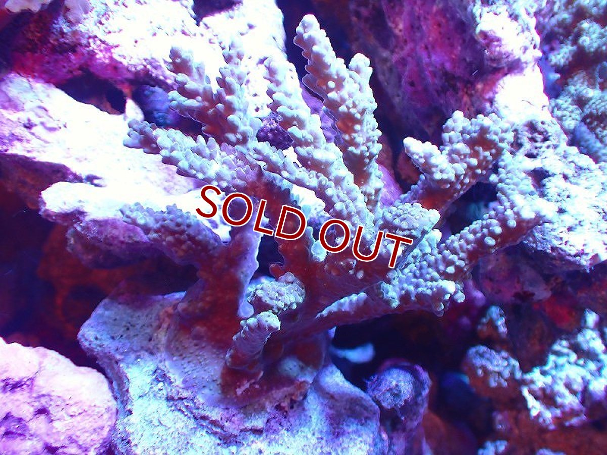画像1: 【サンゴ】【通販】ブリードミドリイシsp. (美カラー）（個体販売）（±10-11cm)No.41（生体）（サンゴ） (1)