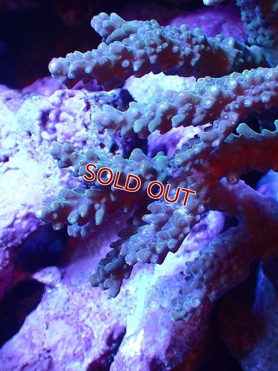 画像2: 【サンゴ】【通販】ブリードミドリイシsp. (美カラー）（個体販売）（±10-11cm)No.41（生体）（サンゴ） (2)