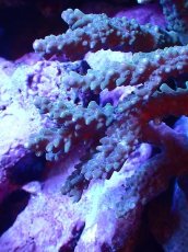 画像2: 【サンゴまとめ買い割引き10％〜20%OFF対象商品】 【サンゴ】【通販】ブリードミドリイシsp. (美カラー）（個体販売）（±10-11cm)No.41（生体）（サンゴ） (2)