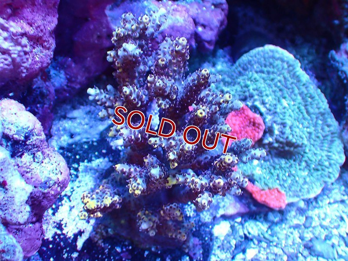 画像1: 【サンゴ】【通販】ブリードミドリイシsp. (美カラー）（個体販売）（±8-9cm)No.42（生体）（サンゴ） (1)