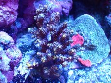画像1: 【サンゴまとめ買い割引き10％〜20%OFF対象商品】 【サンゴ】【通販】ブリードミドリイシsp. (美カラー）（個体販売）（±8-9cm)No.42（生体）（サンゴ） (1)