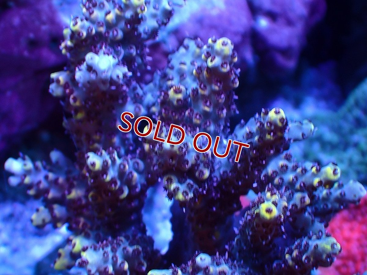 画像2: 【サンゴ】【通販】ブリードミドリイシsp. (美カラー）（個体販売）（±8-9cm)No.42（生体）（サンゴ） (2)