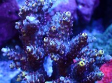 画像2: 【サンゴまとめ買い割引き10％〜20%OFF対象商品】 【サンゴ】【通販】ブリードミドリイシsp. (美カラー）（個体販売）（±8-9cm)No.42（生体）（サンゴ） (2)