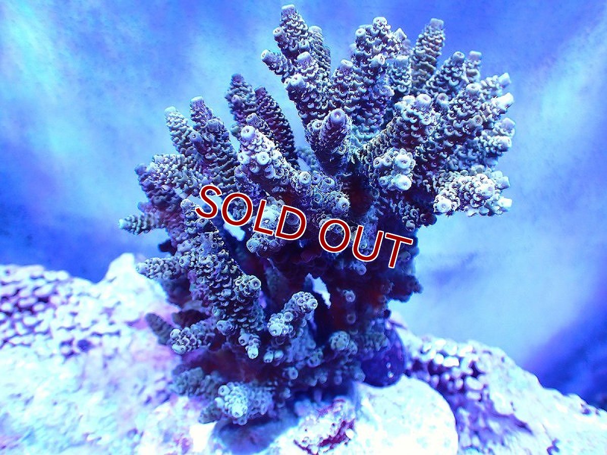 画像1: 【サンゴ】【通販】ブリードミドリイシsp. (美カラー）（個体販売）（±10-11cm)No.43（生体）（サンゴ） (1)