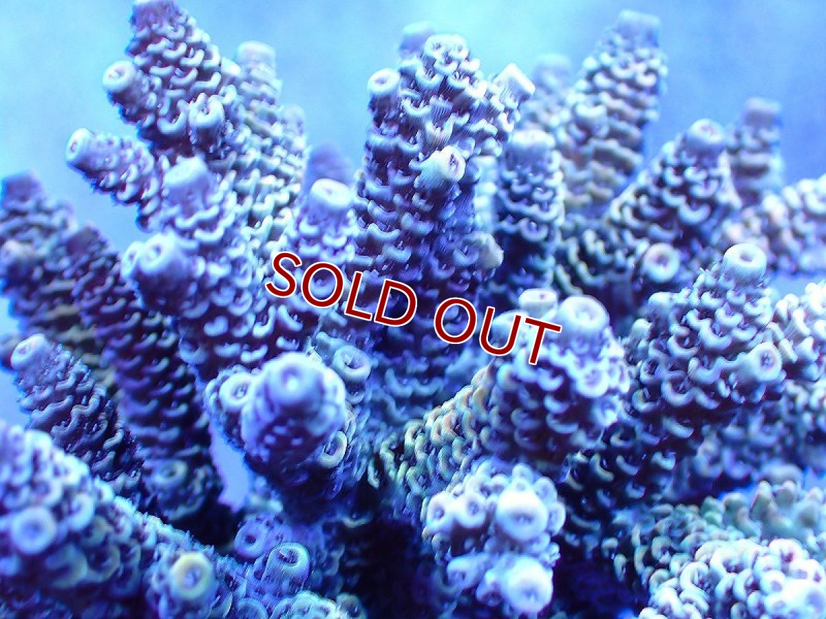 画像2: 【サンゴ】【通販】ブリードミドリイシsp. (美カラー）（個体販売）（±10-11cm)No.43（生体）（サンゴ） (2)