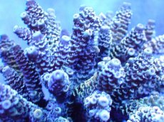 画像2: 【サンゴまとめ買い割引き10％〜20%OFF対象商品】 【サンゴ】【通販】ブリードミドリイシsp. (美カラー）（個体販売）（±10-11cm)No.43（生体）（サンゴ） (2)