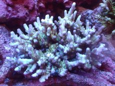 画像1: 【サンゴまとめ買い割引き10％〜20%OFF対象商品】 【サンゴ】【通販】Wildミドリイシsp. (Loripes)（個体販売）（±12ｘ10cm)No.1（生体）（サンゴ） (1)