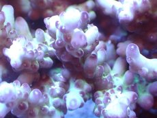 画像2: 【サンゴまとめ買い割引き10％〜20%OFF対象商品】 【サンゴ】【通販】Wildミドリイシsp. (Loripes)（個体販売）（±12ｘ10cm)No.1（生体）（サンゴ） (2)