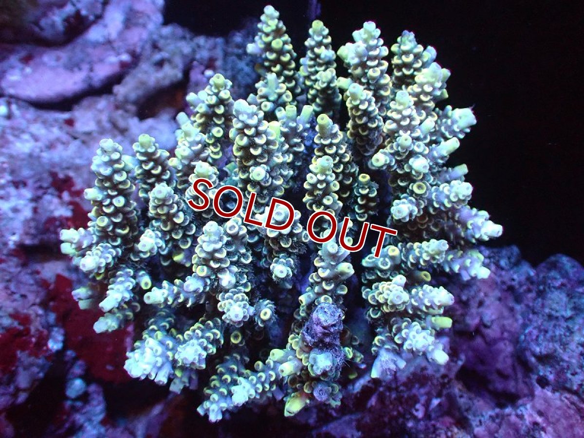 画像1: 【サンゴまとめ買い割り引き対象商品30周年セール】【サンゴ】【通販】ブリードミドリイシsp. (美カラー)（個体販売）（±11cm)No.2（生体）（サンゴ） (1)
