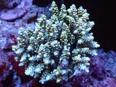 画像1: 【サンゴまとめ買い割引き10％〜20%OFF対象商品】 【サンゴ】【通販】ブリードミドリイシsp. (美カラー)（個体販売）（±11cm)No.2（生体）（サンゴ） (1)