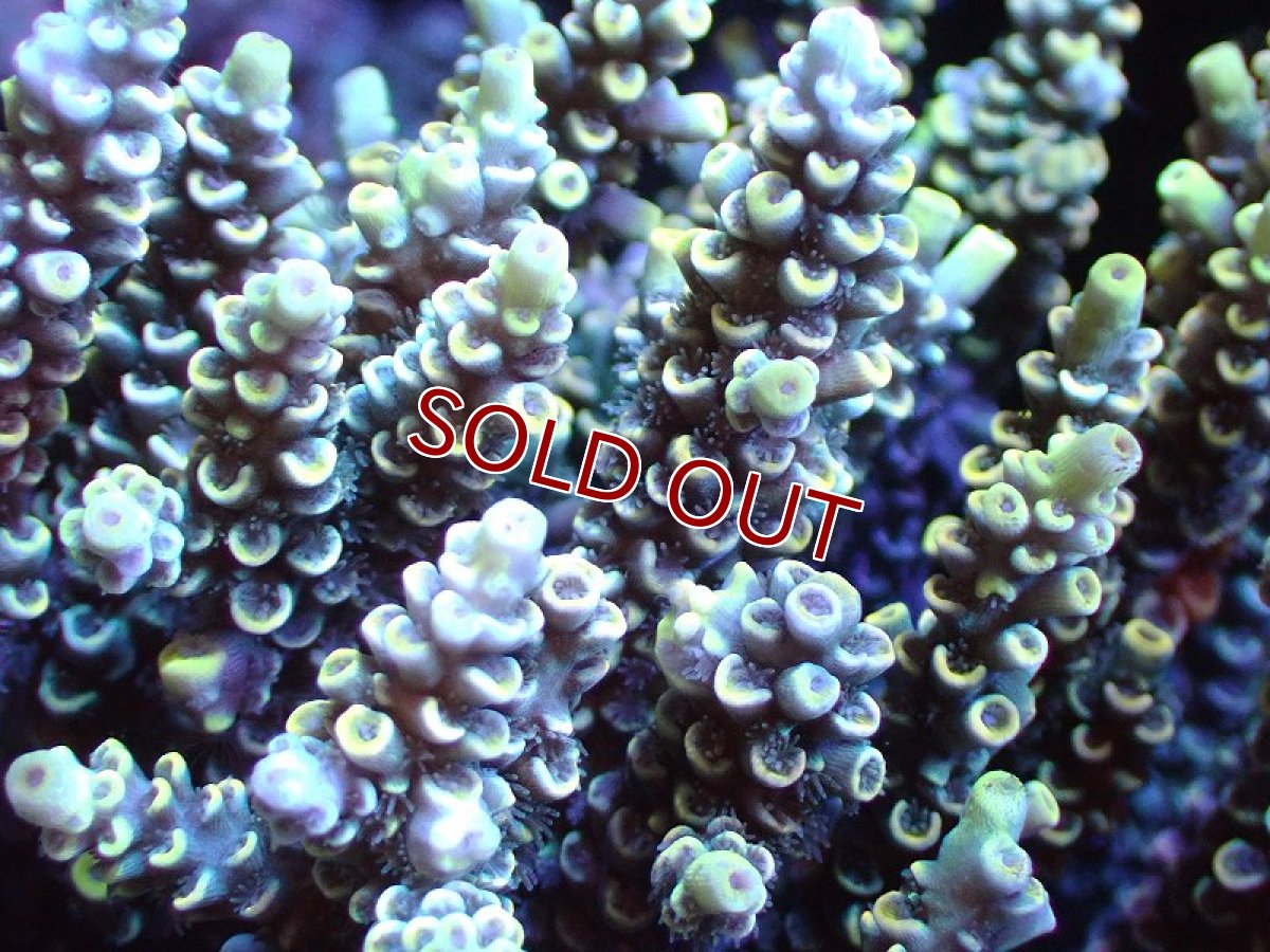 画像2: 【サンゴまとめ買い割り引き対象商品30周年セール】【サンゴ】【通販】ブリードミドリイシsp. (美カラー)（個体販売）（±11cm)No.2（生体）（サンゴ） (2)