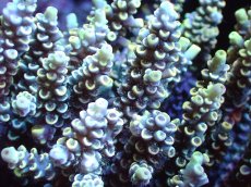 画像2: 【サンゴまとめ買い割引き10％〜20%OFF対象商品】 【サンゴ】【通販】ブリードミドリイシsp. (美カラー)（個体販売）（±11cm)No.2（生体）（サンゴ） (2)