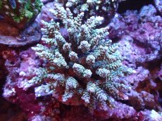 画像1: 【サンゴまとめ買い割引き10％〜20%OFF対象商品】 【サンゴ】【通販】ブリードミドリイシsp. (美カラー)（個体販売）（±11cm)No.3（生体）（サンゴ） (1)