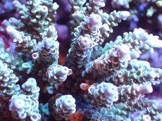画像2: 【サンゴまとめ買い割引き10％〜20%OFF対象商品】 【サンゴ】【通販】ブリードミドリイシsp. (美カラー)（個体販売）（±11cm)No.3（生体）（サンゴ） (2)