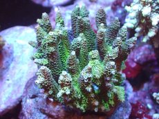 画像1: 【サンゴまとめ買い割引き10％〜20%OFF対象商品】 【サンゴ】【通販】ブリードミドリイシsp. (美カラー)（個体販売）（±11cm)No.4（生体）（サンゴ） (1)