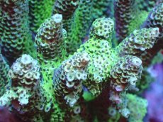 画像2: 【サンゴまとめ買い割引き10％〜20%OFF対象商品】 【サンゴ】【通販】ブリードミドリイシsp. (美カラー)（個体販売）（±11cm)No.4（生体）（サンゴ） (2)