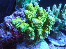 画像1: 【サンゴまとめ買い割引き10％〜20%OFF対象商品】 【サンゴ】【通販】ブリードミドリイシsp. (美カラー)（個体販売）（±11cm)No.5（生体）（サンゴ） (1)