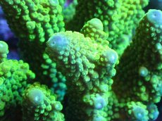 画像2: 【サンゴまとめ買い割引き10％〜20%OFF対象商品】 【サンゴ】【通販】ブリードミドリイシsp. (美カラー)（個体販売）（±11cm)No.5（生体）（サンゴ） (2)