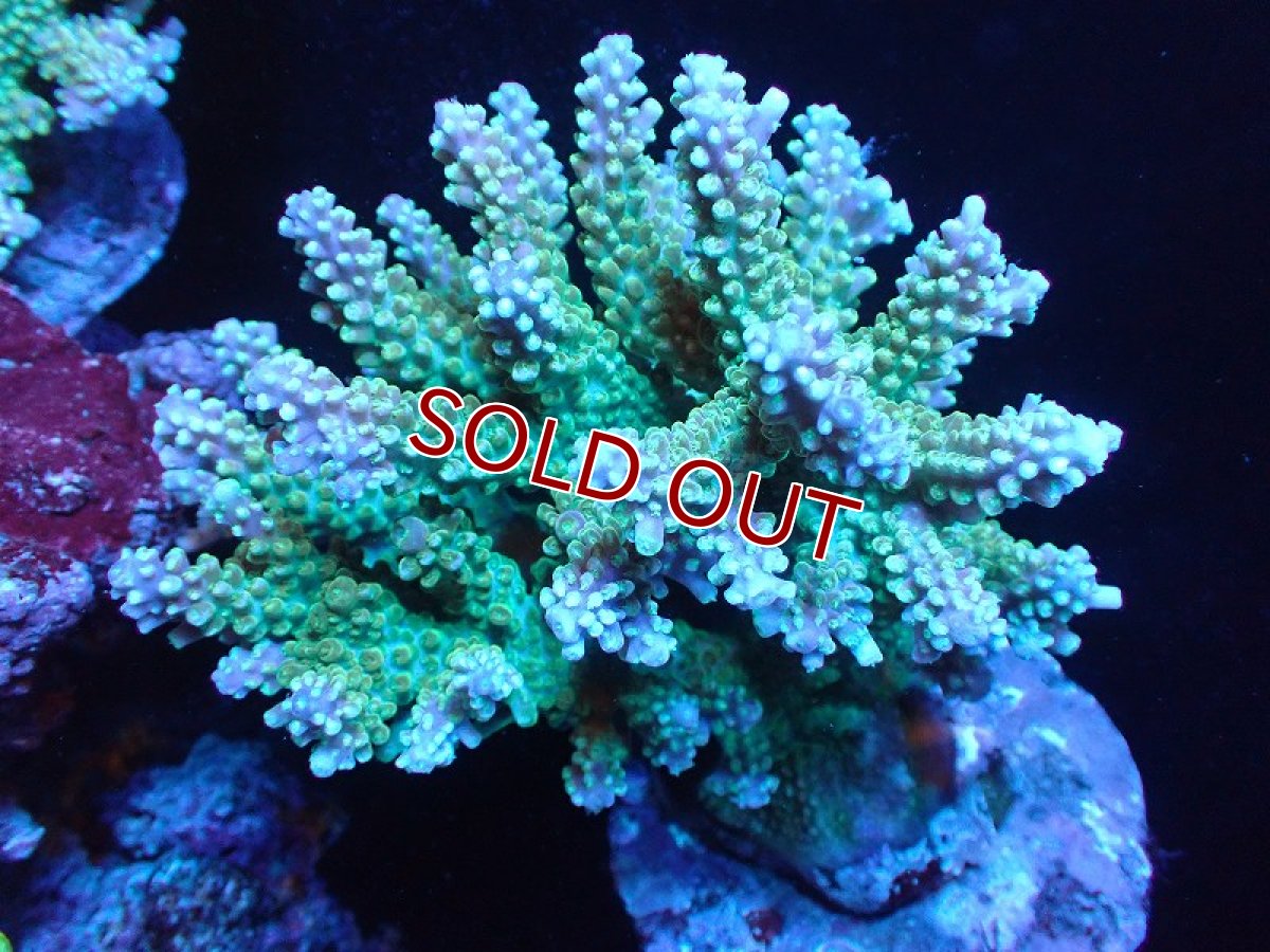 画像1: 【サンゴまとめ買い割り引き対象商品30周年セール】【サンゴ】【通販】ブリードミドリイシsp. (美カラー)（個体販売）（±11cm)No.6（生体）（サンゴ） (1)