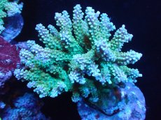 画像1: 【サンゴまとめ買い割引き10％〜20%OFF対象商品】 【サンゴ】【通販】ブリードミドリイシsp. (美カラー)（個体販売）（±11cm)No.6（生体）（サンゴ） (1)