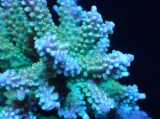 画像2: 【サンゴまとめ買い割引き10％〜20%OFF対象商品】 【サンゴ】【通販】ブリードミドリイシsp. (美カラー)（個体販売）（±11cm)No.6（生体）（サンゴ） (2)