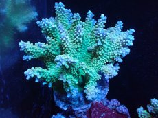 画像1: 【サンゴまとめ買い割引き10％〜20%OFF対象商品】 【サンゴ】【通販】ブリードミドリイシsp. (美カラー)（個体販売）（±11cm)No.7（生体）（サンゴ） (1)