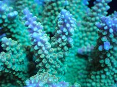 画像2: 【サンゴまとめ買い割引き10％〜20%OFF対象商品】 【サンゴ】【通販】ブリードミドリイシsp. (美カラー)（個体販売）（±11cm)No.7（生体）（サンゴ） (2)