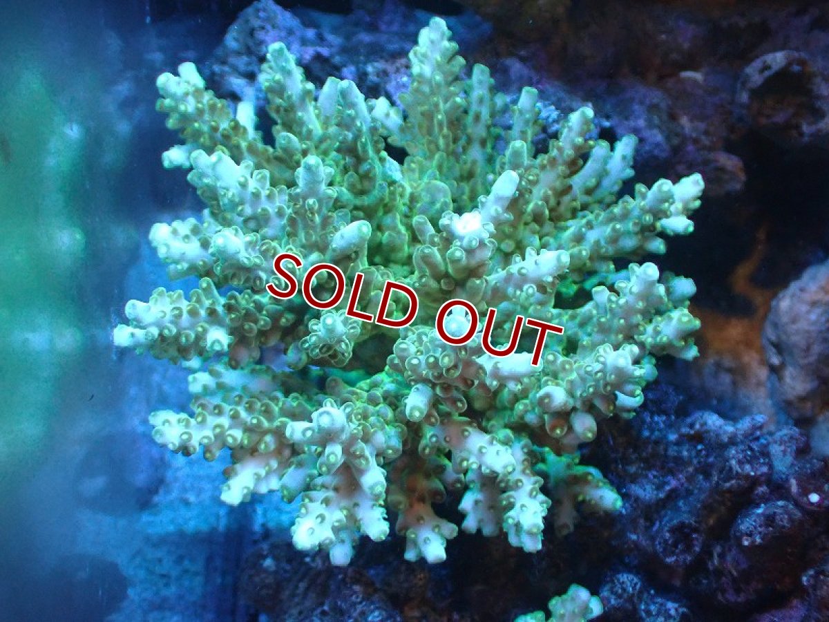 画像1: 【サンゴ】【通販】ブリードミドリイシsp. (美カラー)（個体販売）（±11cm)No.8（生体）（サンゴ） (1)